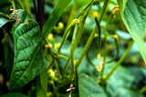 50 BURPEE STRINGLESS Green Pod BEAN French Phaseolus Vulgaris Vegetable Seeds