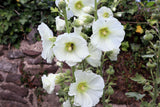 25 WHITE HOLLYHOCK Alcea Rosea Flower Seeds Perennial