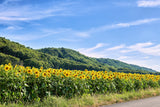10 Early MAMMOTH RUSSIAN SUNFLOWER Helianthus Annuus Flower Seeds