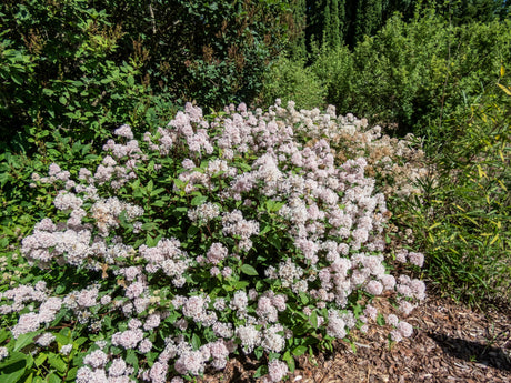 20 NEW JERSEY TEA Hummingbird Flower Ceanothus Americanus White Light Pink Shrub Seeds