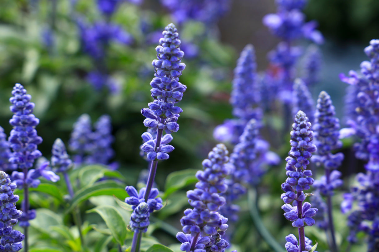 500 BLUE BEDDER SAGE Salvia Farinacea Flower Seeds