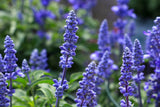 500 BLUE BEDDER SAGE Salvia Farinacea Flower Seeds