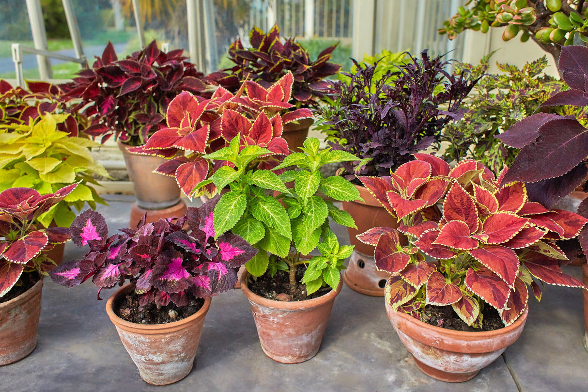 100 Mixed Colors COLEUS RAINBOW MIX Shade Houseplant Solenostemon Flower Seeds