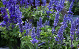 500 BLUE BEDDER SAGE Salvia Farinacea Flower Seeds