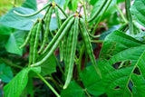 150 MUNG BEAN Moong Sprouts Golden Gram Green Vigna Radiata Vegetable Seeds