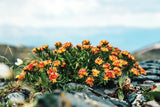 25 ROSEROOT STONECROP Golden Rose Root Sedum Rhodiola Rosea Yellow Succulent Flower Seeds