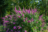 50 VIOLET BUTTERFLY BUSH Buddleja Davidii Purple Flower Seeds