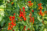 500 ITALIAN ROMA TOMATO Lycopersicon Lycopersicum Fruit Vegetable Seeds