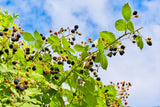 100 BLACKBERRY Fruit Bush Rubus Allegheniensis Seeds