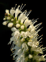 100 MINT BUSH White Elsholtzia Stauntonii Alba Chinese Mint Fragrant Shrub Seeds