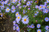 50 Blue RICE BUTTON ASTER Dumosus Flower Seeds