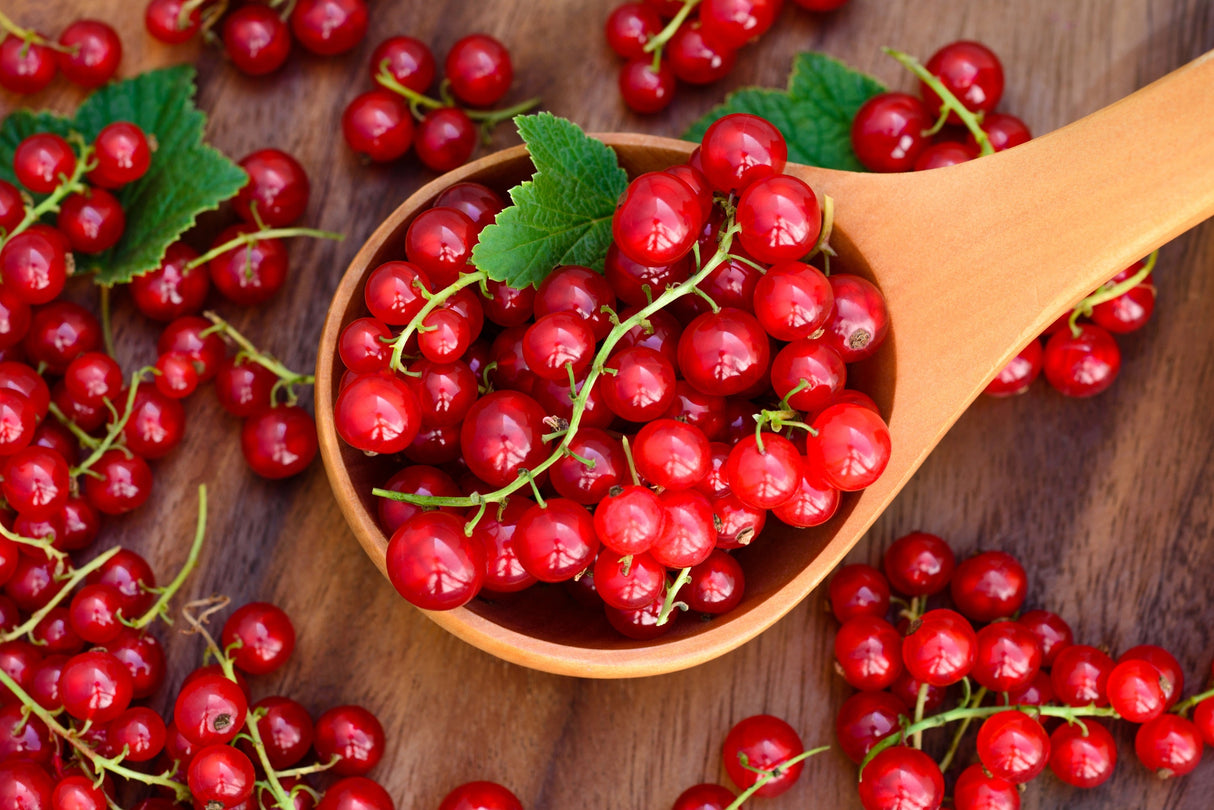 20 Red WAX CURRANT Edible Fruit Berries Pink Flowers Shrub Ribes Cereum Seeds