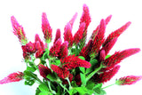 3000 CRIMSON CLOVER (Carnation, French, or Italian Clover) Trifolium Incarnatum Flower Seeds