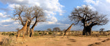 5 African BAOBAB TREE Adansonia Digitata Monkey Bread Judas Fruit Seeds