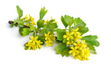 20 GOLDEN CURRANT SHRUB Black Fruit Yellow Flower Ribes Chrysobotrya Aurea Seeds