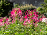 200 CHERRY QUEEN CLEOME Spinosa Hassleriana Carmine Rose Spider Flower Seeds
