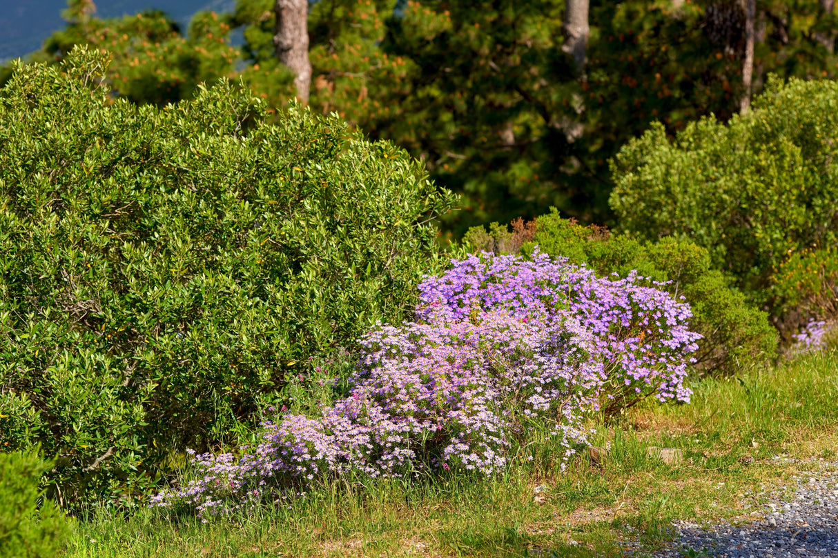 200 Purple Mix SWAN RIVER DAISY Brachyscome Iberidifolia Flower Seeds