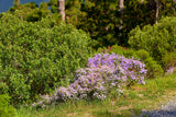 200 Purple Mix SWAN RIVER DAISY Brachyscome Iberidifolia Flower Seeds