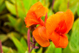 5 ORANGE CANNA LILY Indian Shot Arrowroot Canna Indica Flower Seeds