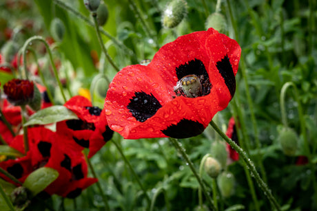150 Red LADYBIRD POPPY Papaver Commutatum Scarlet Black Flower Seeds