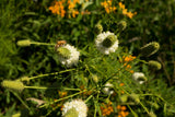 1000 WHITE PRAIRIE CLOVER Dalea Candida Flower Seeds