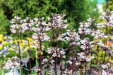 25 HUSKER RED PENSTEMON Digitalis Foxglove Beardtongue White Flower Seeds