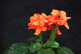 10 ORANGE MARMALADE CROSSANDRA Infundibuliformis Firecracker Flower Houseplant Seeds