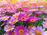 100 Mixed Colors ROBINSONS PAINTED DAISY Chrysanthemum Pink Red Rose & Yellow Pyrethrum Flower Seeds