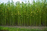 100 TOSSA JUTE Mallow Corchorus Olitorius African Sorrel Bush Okra Twine Vegetable Seeds