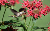 10 Panorama RED BEE BALM Monarda Didyma Oswego Tea Herb Flower Seeds