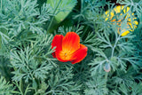 1500 MIKADO POPPY Red Orange California Poppy Flower Eschscholzia Californica Seeds