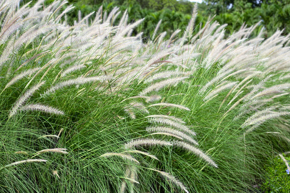 25 DWARF FOUNTAIN GRASS Pennisetum Alopecuroides Hardy Ornamental White Plume Seeds