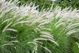 25 DWARF FOUNTAIN GRASS Pennisetum Alopecuroides Hardy Ornamental White Plume Seeds