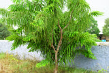 10 INDIAN GOOSEBERRY Phyllanthus Emblica Emblic Edible Fruit Tree Seeds