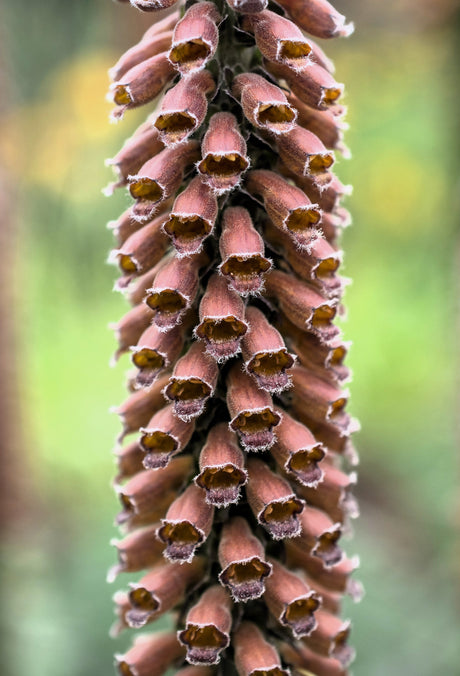 20 MILK CHOCOLATE FOXGLOVE Spanish Digitalis Parviflora Red Brown Flower Seeds