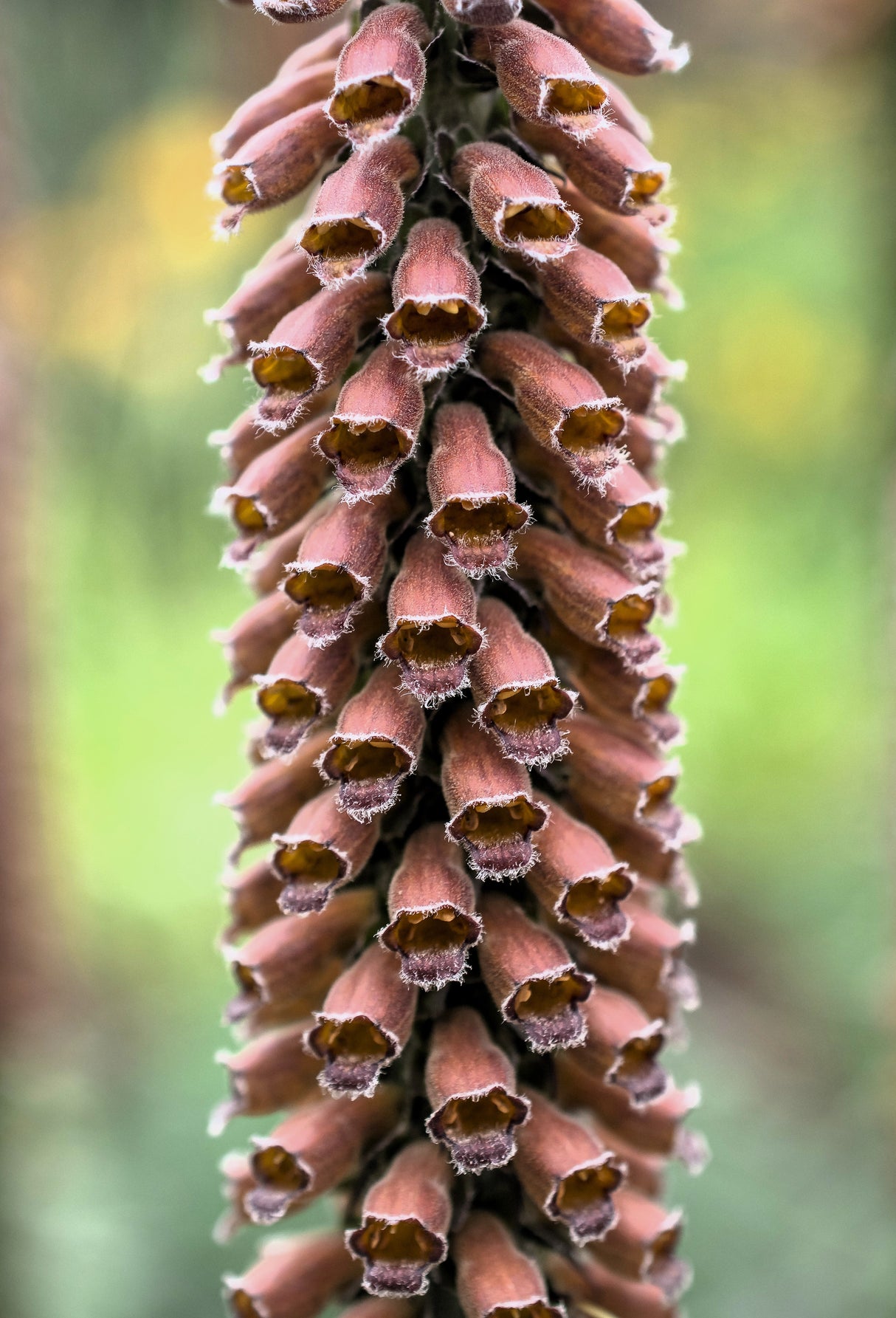 1000 Seeds MIXED FOXGLOVE Digitalis Purpurea Flower Seeds