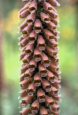 1000 Seeds MIXED FOXGLOVE Digitalis Purpurea Flower Seeds