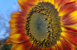 100 Mixed EVENING COLORS SUNFLOWER Helianthus Annuus Orange Red Gold Flower Seeds
