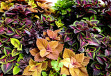 100 Mixed Colors COLEUS RAINBOW MIX Shade Houseplant Solenostemon Flower Seeds