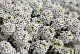 500 Sweet ALYSSUM PASTEL CARPET Mix Lobularia Maritima Flower Seeds