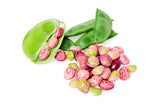 50 Speckled Dixie BUTTERPEA LIMA BEAN Phaseolus Vulgaris Bush Vegetable Seeds