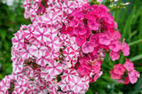 10 TALL GARDEN PHLOX Paniculata Mixed Colors 'New Hybrids Mix' Flower Seeds