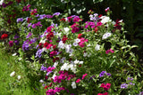 100 Mixed Colors DRUMMOND PHLOX MIX Pink, Red, White, Purple Phlox Drummondii Flower Seeds