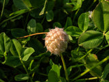 300 STRAWBERRY HEADED CLOVER Palestine Trifolium Fragiferum Pink Flower Seeds
