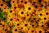 2000 BLACK EYED SUSAN Rudbeckia Hirta Yellow Heirloom Native Flower Seeds