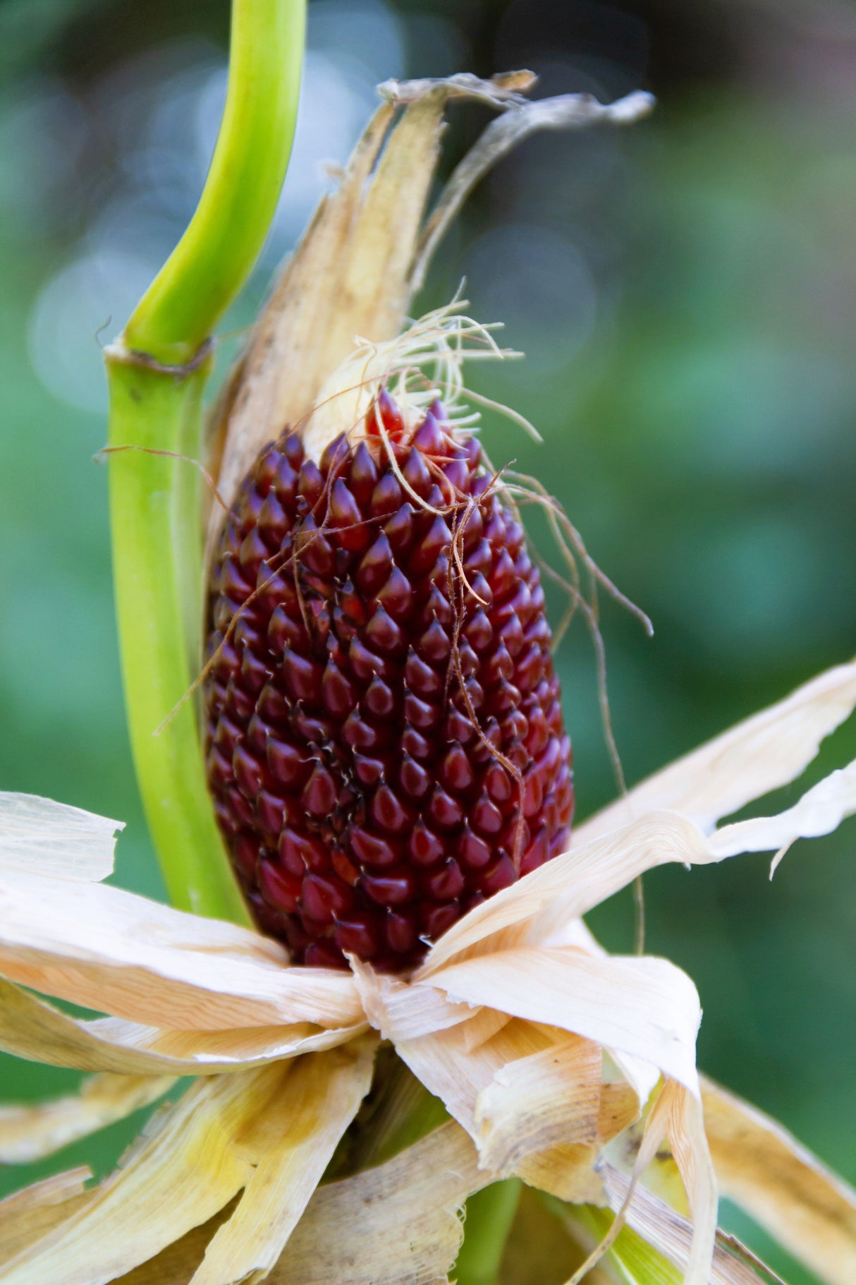 150 Red STRAWBERRY POPCORN CORN Zea Mays Vegetable Seeds