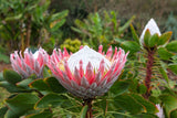 5 Giant KING PROTEA Cynaroides Sugarbush Rare 12" Flower Seeds