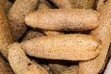 25 LUFFA SPONGE GOURD (Vegetable Sponge / Smooth Luffa / Sponge Loofa / Climbing Okra / Dishrag Gourd) Luffa Cylindrica Vine Seeds