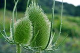 75 FULLERS TEASEL Indian Teasel Dipsacus Sativus White Flower Herb Seeds