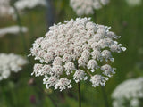 1500 TENDERSWEET CARROT Deep Orange Red Daucus Carota Vegetable Seeds